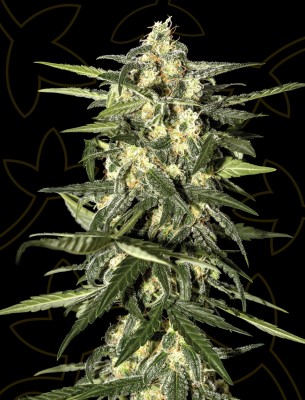 Jack Herer Auto