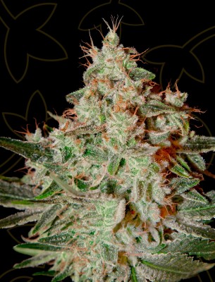 Lemon Skunk