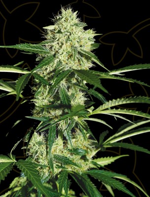 Northern Lights Auto