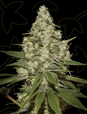 Super Lemon Haze