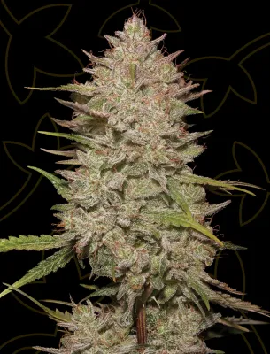 Chemical Candy Auto