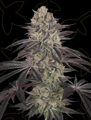 Biscotti Auto