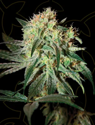 Damn Sour