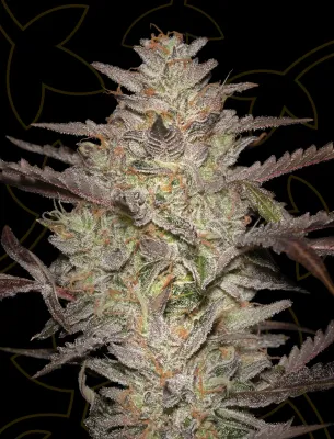 AlienZ Auto