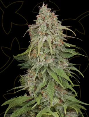 GH Amnesia