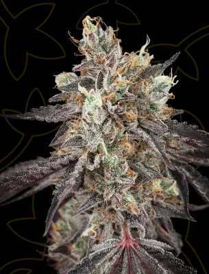 Gelato 41 Auto