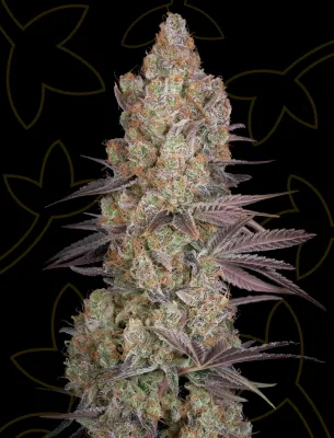 Exodus Cheese
