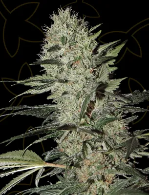 Exodus Cheese Auto