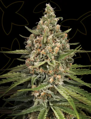 Bubba Slush