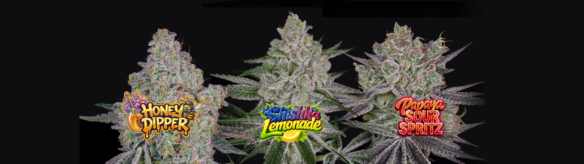 Frosted cannabis cola macro shot on black