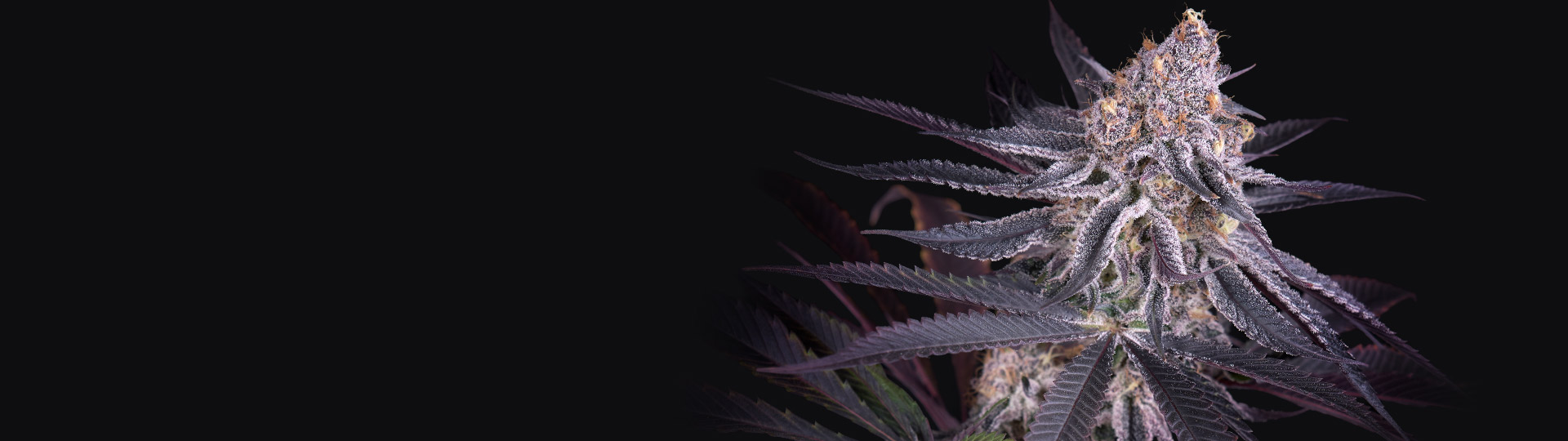 King's Juice cannabis cola on black