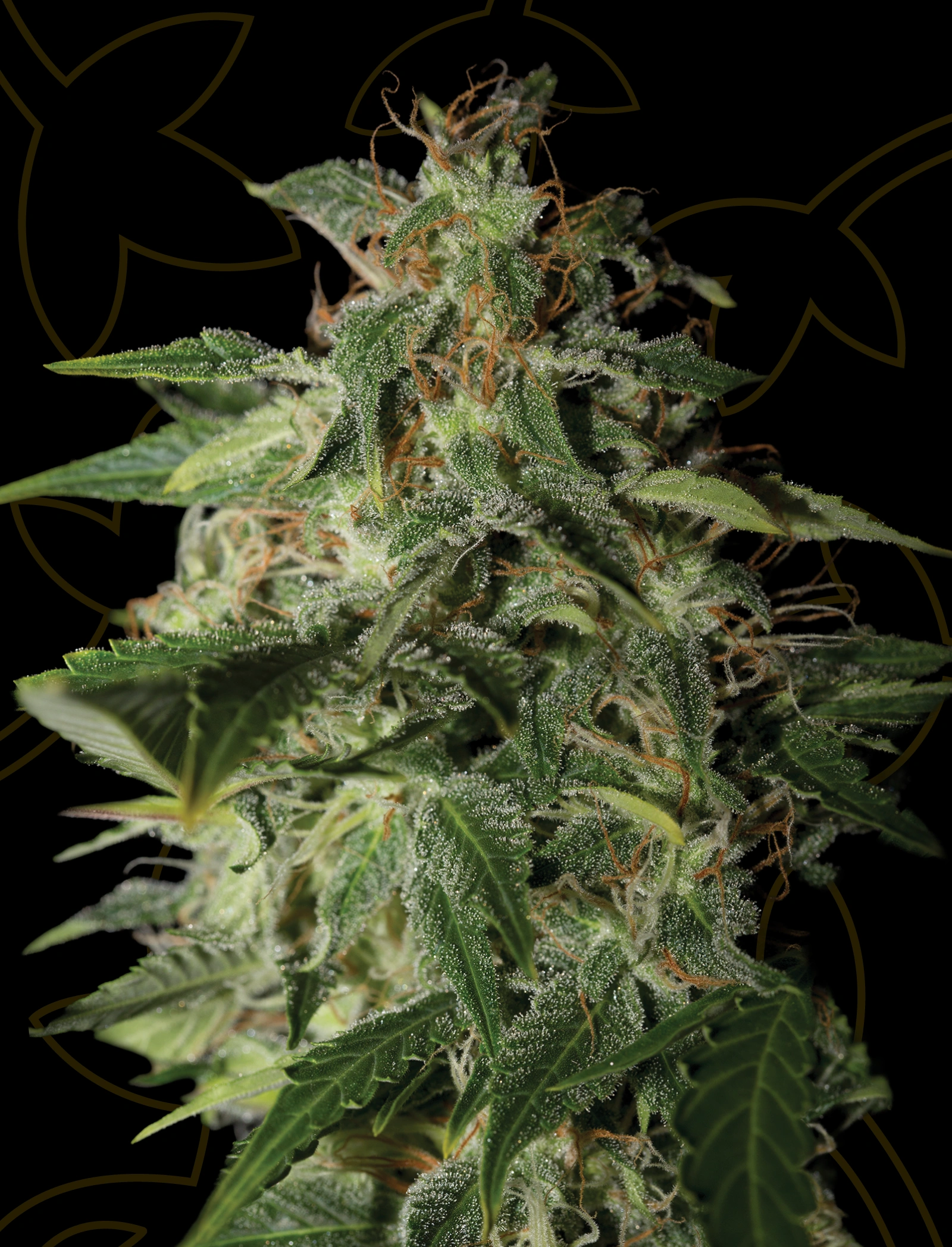 USA Genetics seeds