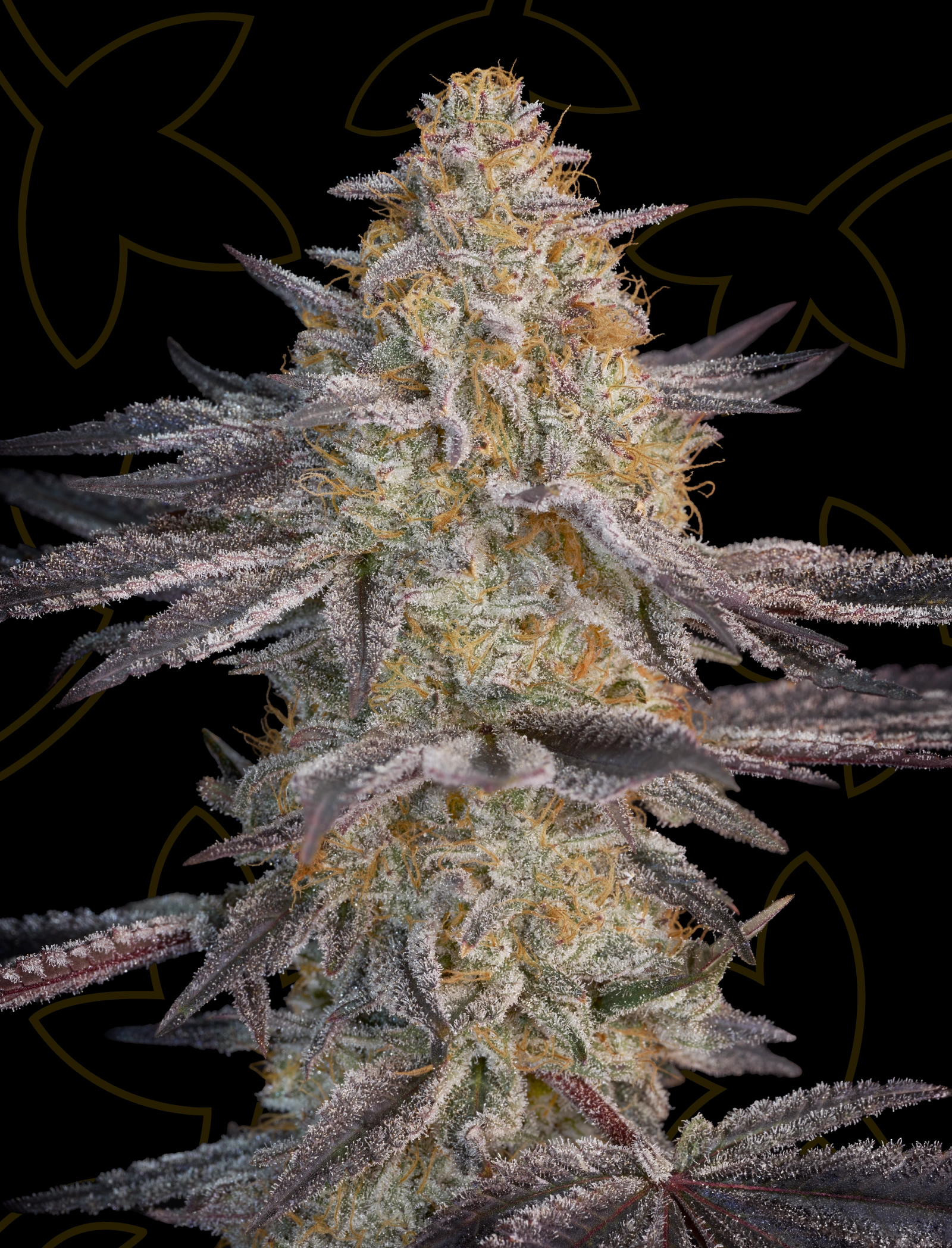 Feminised seeds