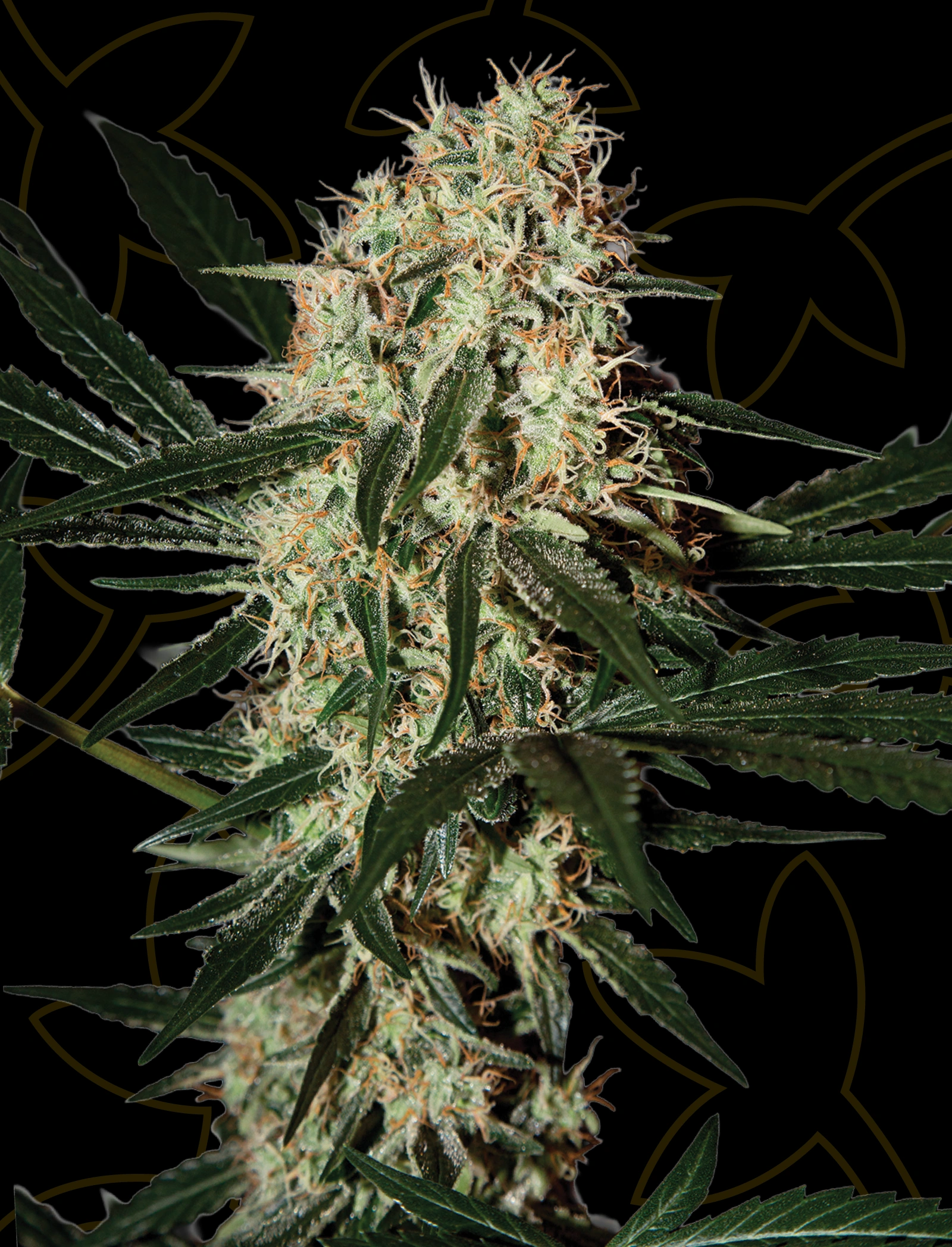 Sativa seeds