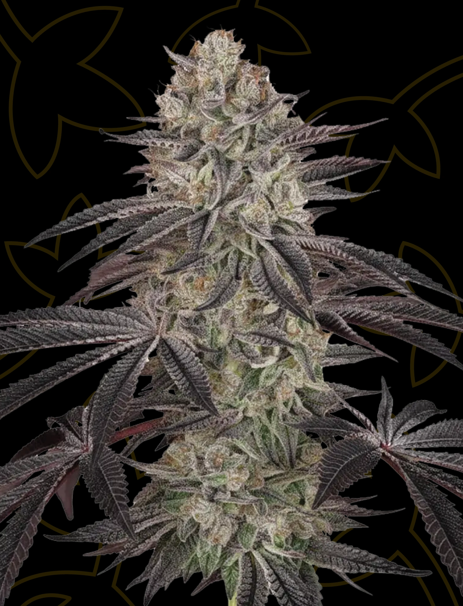 Autoflowering seeds