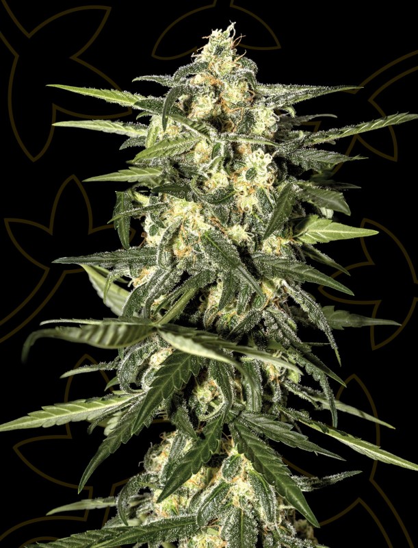 Jack Herer Auto