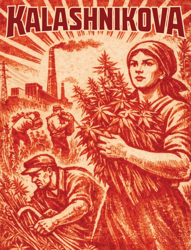 Kalashnikova (Feminizada)  da Green House Seed Company Amsterdam