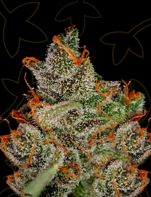 King's Kush