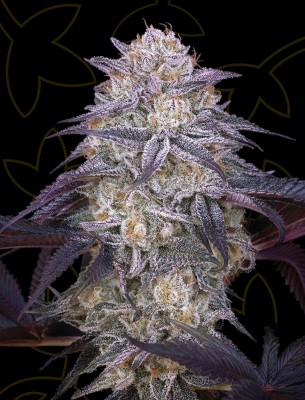 King's Juice Auto
