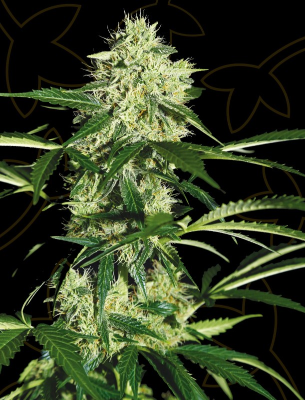 Northern Lights Auto