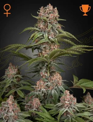 Pure Kush
