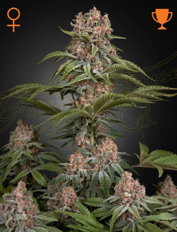 Pure Kush
