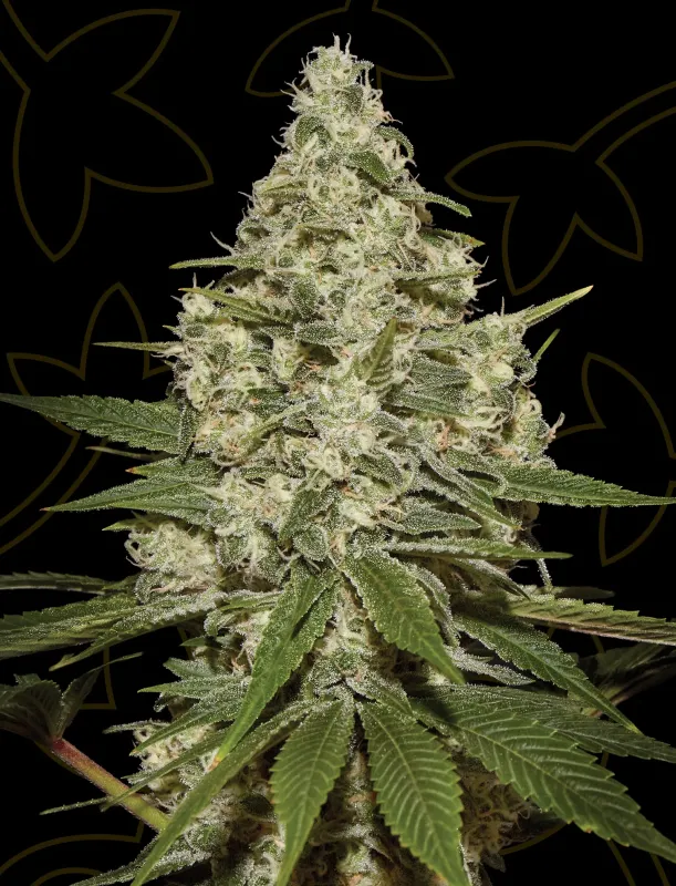 Super Lemon Haze