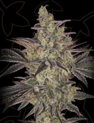 Frosted Guava Autoflowering