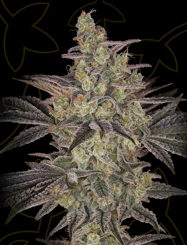 Frosted Guava Autoflowering