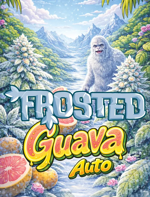 Frosted Guava Autoflowering