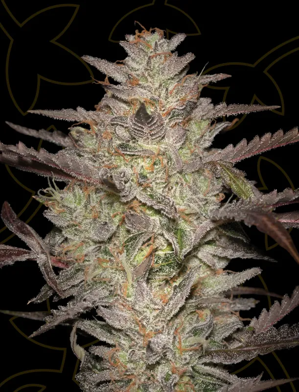 AlienZ Auto