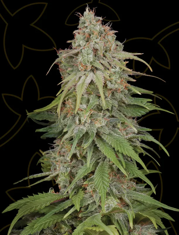 GH Amnesia
