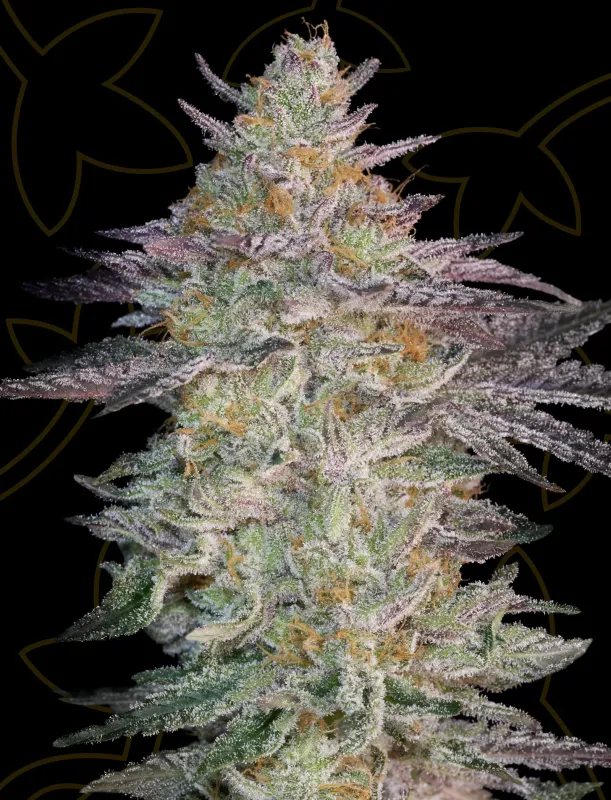 Super Banana Mango