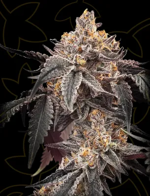 Guava x Gelato 41 Auto