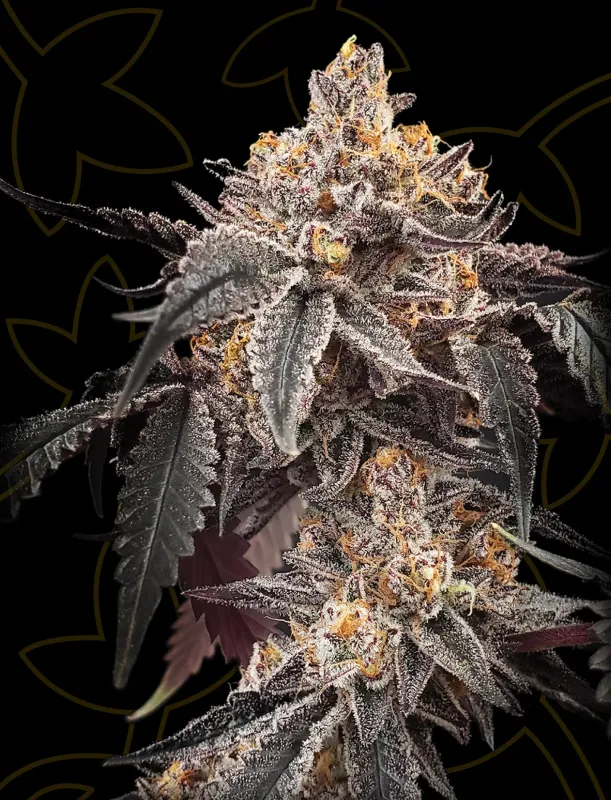 Guava x Gelato 41 Auto