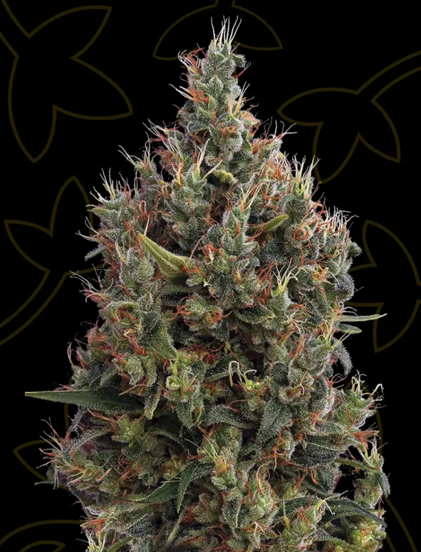 Big Bang Auto