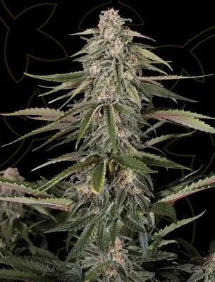 Green-O-Matic Auto