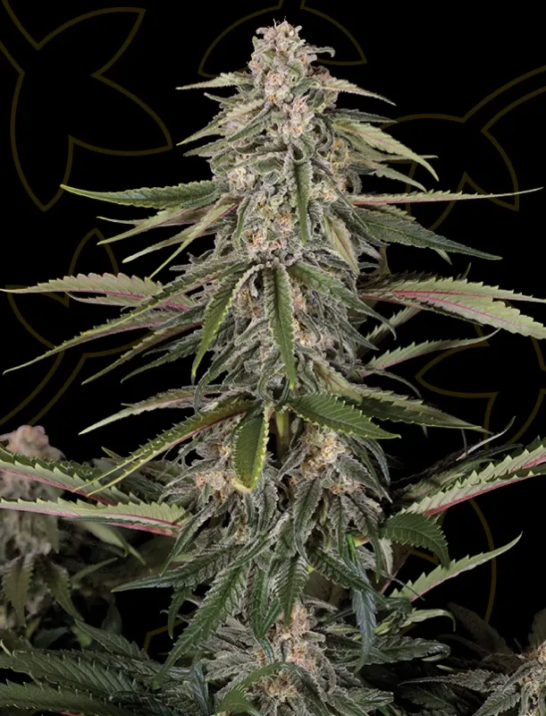 Green-O-Matic Auto