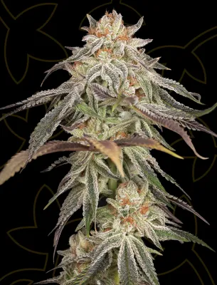 GH Cheese
