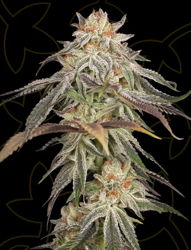GH Cheese
