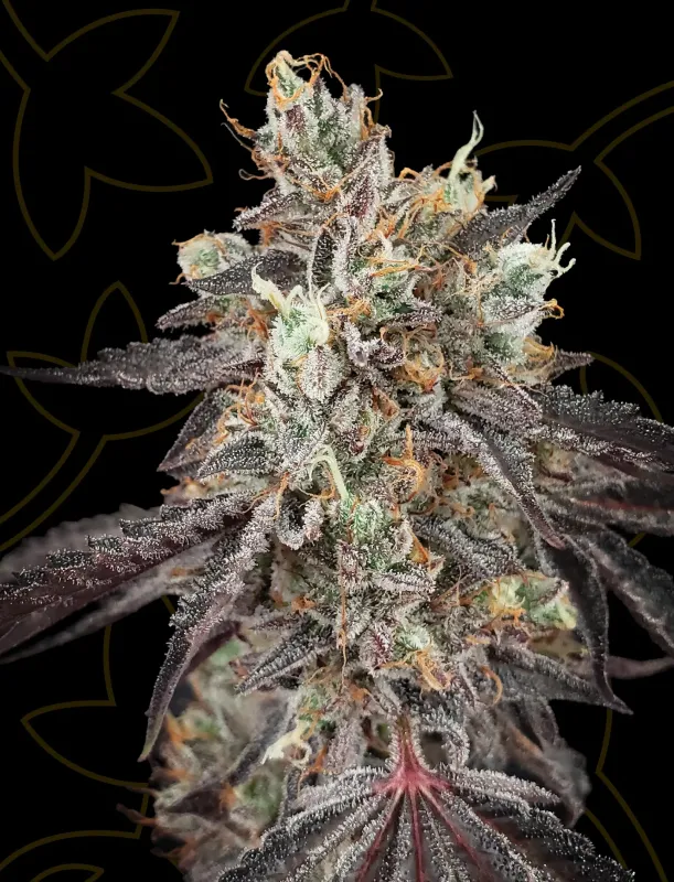 Gelato 41 x Gelato 41 Auto