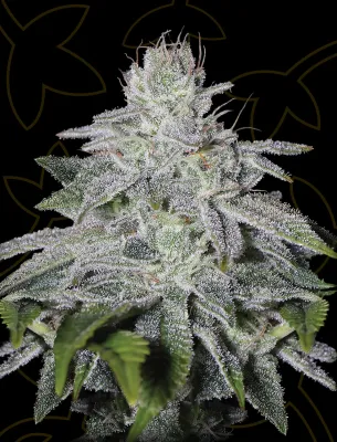 Franco's Lemon Cheese