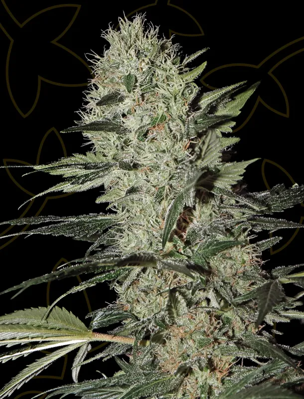 Exodus Cheese Auto