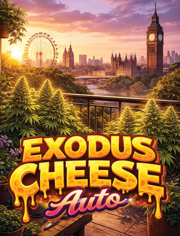 Exodus Cheese Auto (Feminizada)